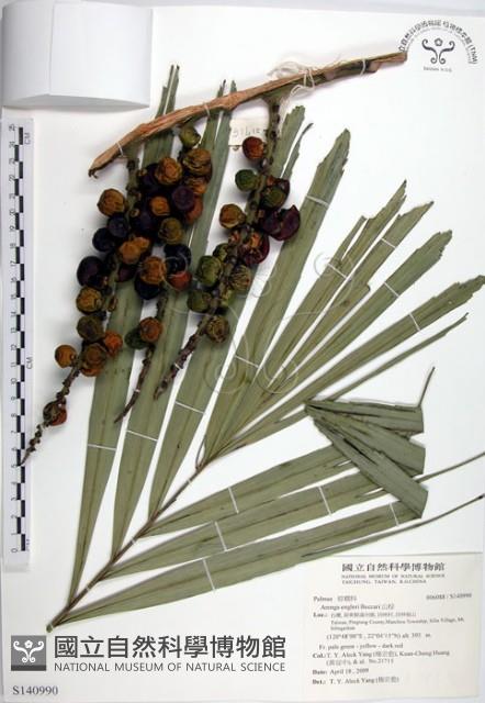 山棕藏品圖，第1張