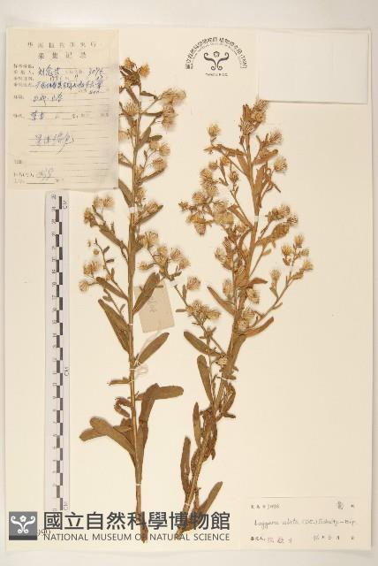 六角草藏品圖，第1張