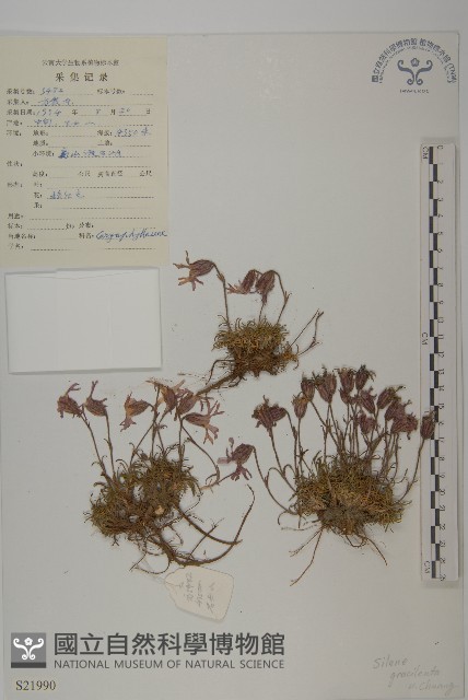纖細繩子草藏品圖，第1張
