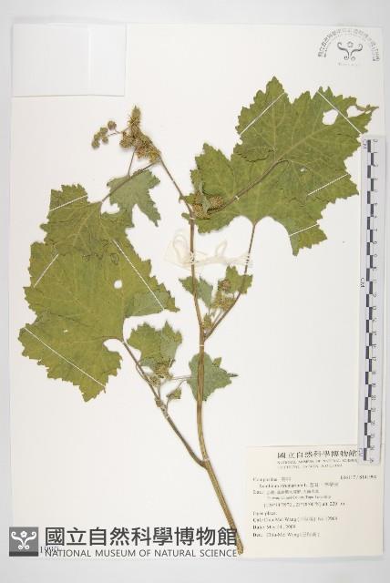 蒼耳、羊帶來藏品圖，第1張