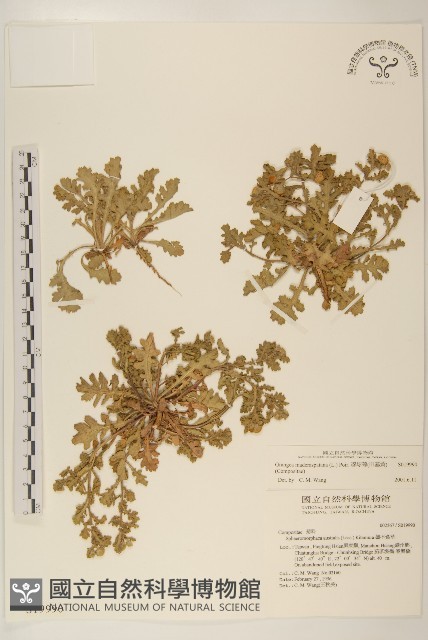 線球菊、田基黃藏品圖，第1張