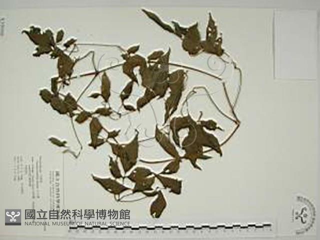 小木通藏品圖，第1張