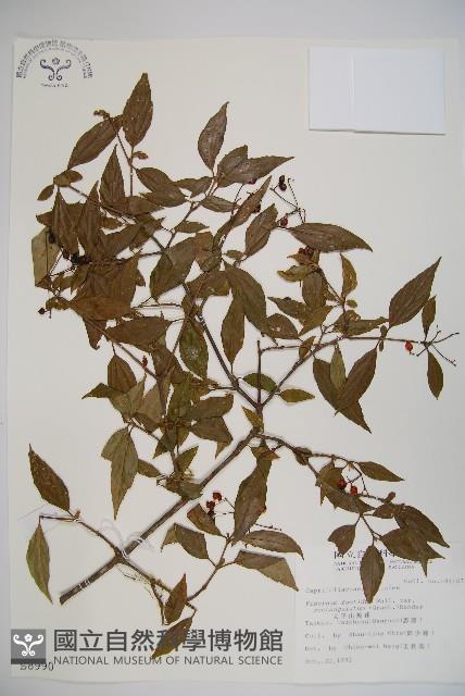 狹葉莢迷藏品圖，第1張