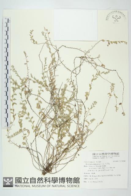 土丁桂藏品圖，第1張