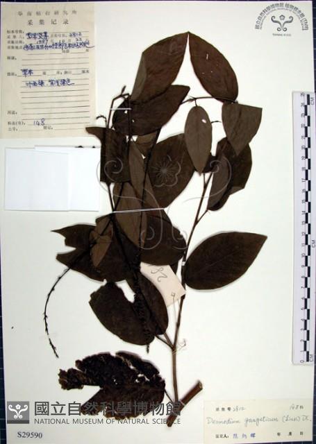 大葉山螞蝗藏品圖，第1張