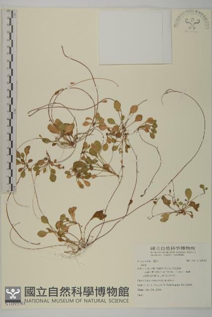 登錄號:S109590藏品圖，第1張