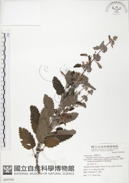 灰葉蕕藏品圖，第1張