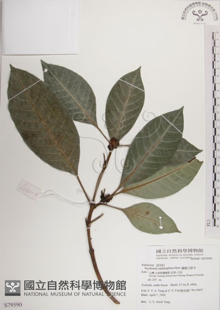 蘭嶼九節木藏品圖，第1張