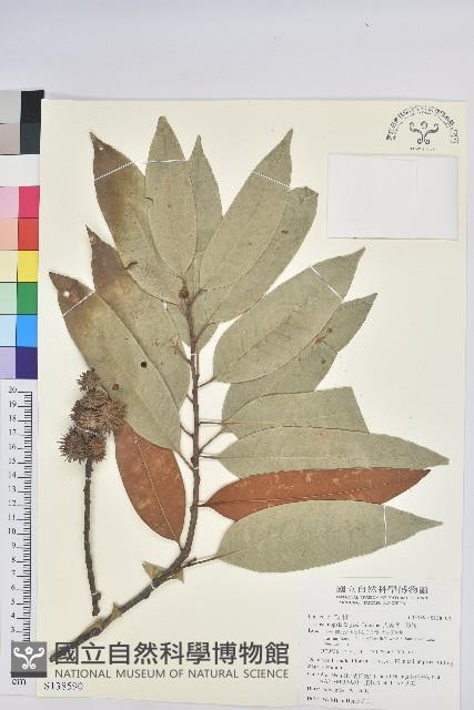 火燒柯、栲樹藏品圖，第1張