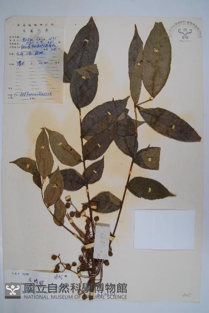 木蜡樹、野漆樹藏品圖，第1張