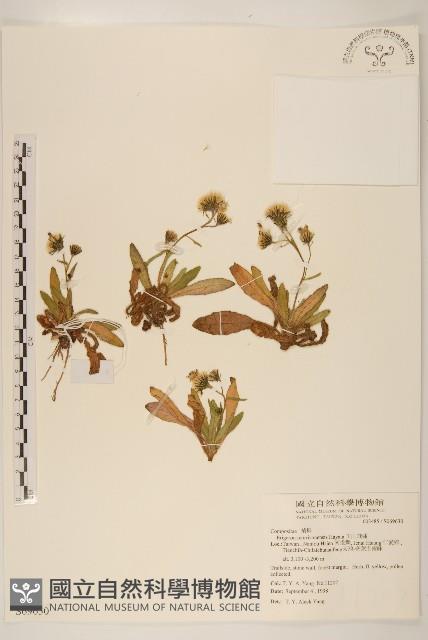 玉山飛蓬藏品圖，第1張