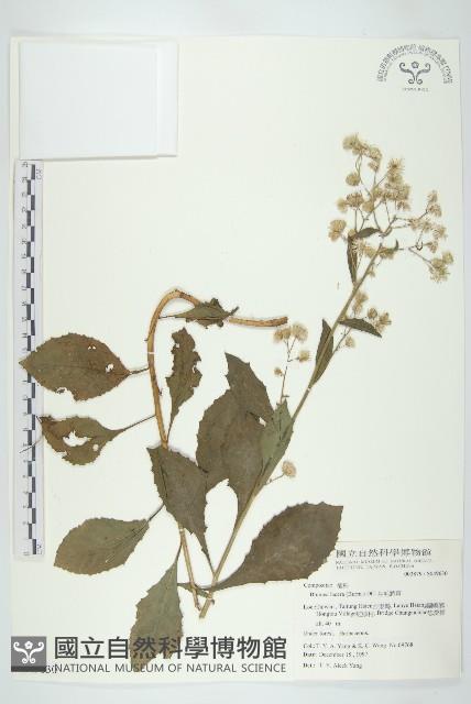 生毛將軍藏品圖，第1張