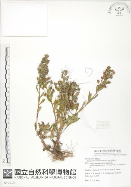 茅毛珍珠菜藏品圖，第1張
