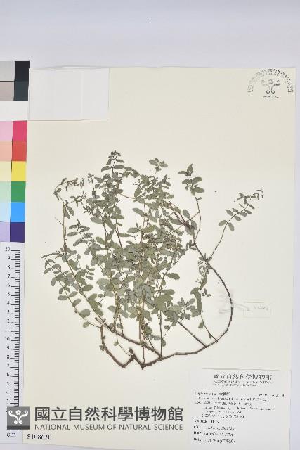 紫斑大戟藏品圖，第1張