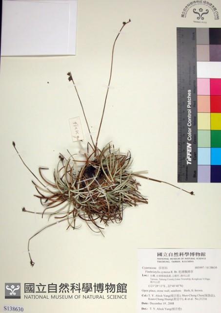 乾溝飄拂草藏品圖，第1張