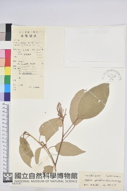 毛花點草藏品圖，第1張