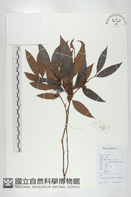 軟毛柿藏品圖，第1張