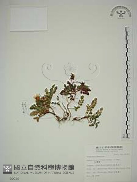 臺灣莓藏品圖，第1張