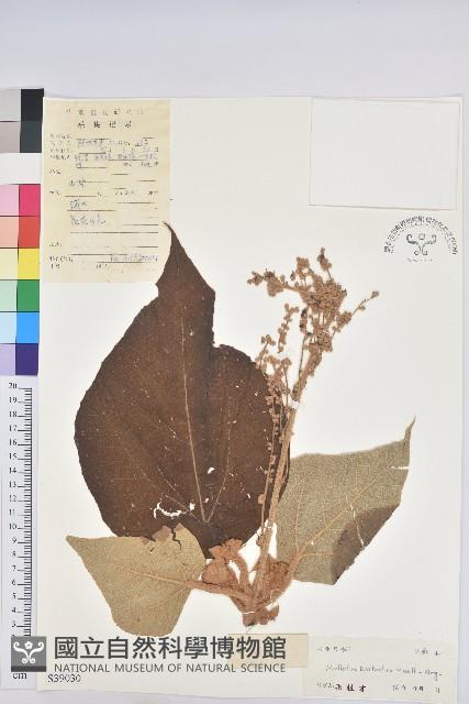 毛桐藏品圖，第1張