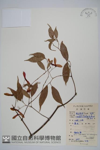 紅果羅浮槭藏品圖，第1張