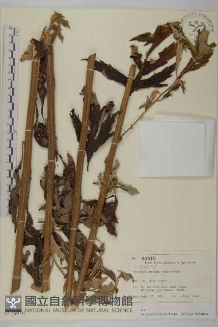 登錄號:S128030藏品圖，第1張