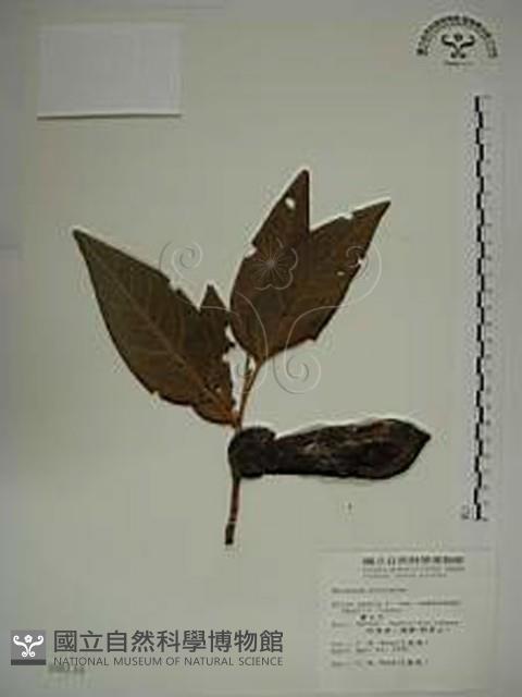 愛玉子藏品圖，第1張