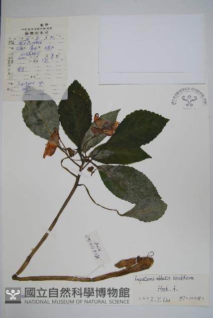 登錄號:S048030藏品圖，第1張