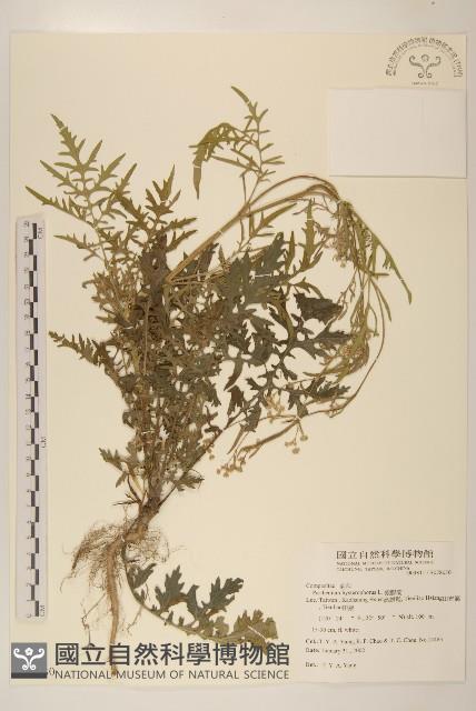 銀膠菊藏品圖，第1張