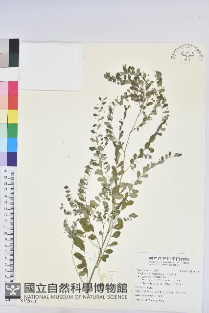 五蕊油柑藏品圖，第1張