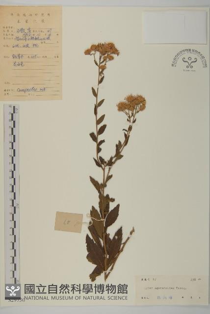 山白蘭藏品圖，第1張