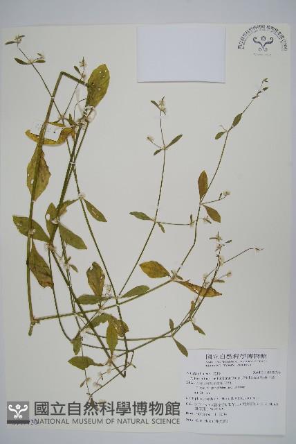 毛蓮子草藏品圖，第1張