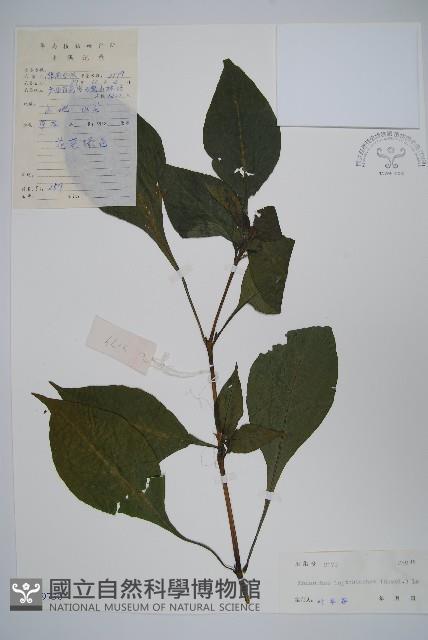 細穗序野靛果藏品圖，第1張