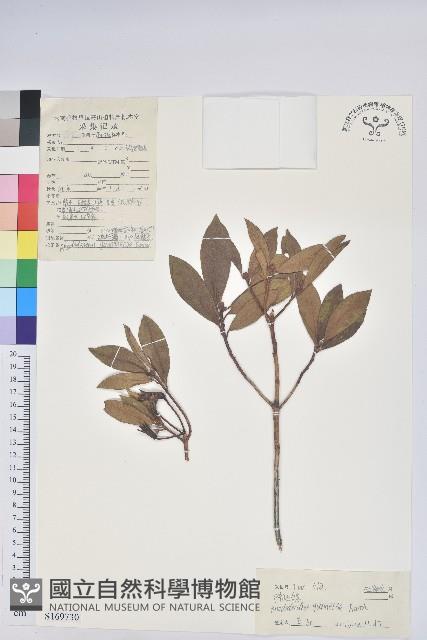 Accession Number:S169730 Collection Image
