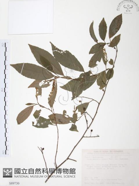 台灣山桂花藏品圖，第1張