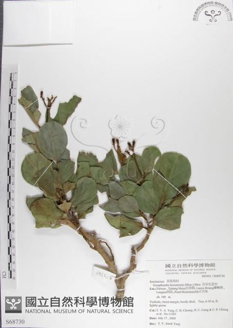 呂宋毛蕊木藏品圖，第1張