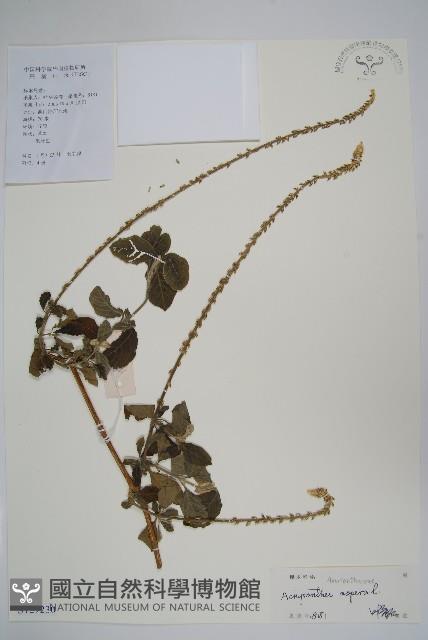 土牛膝藏品圖，第1張