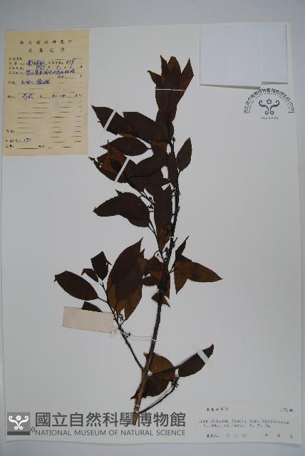 細果鐵冬青藏品圖，第1張