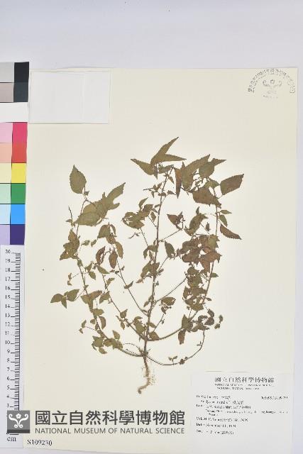 鐵莧菜藏品圖，第1張