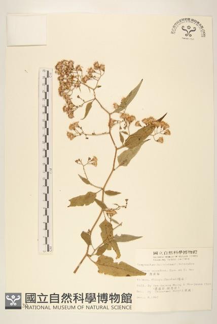 蔓黃菀藏品圖，第1張