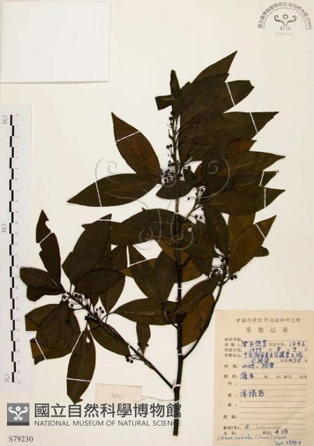 山胡椒藏品圖，第1張