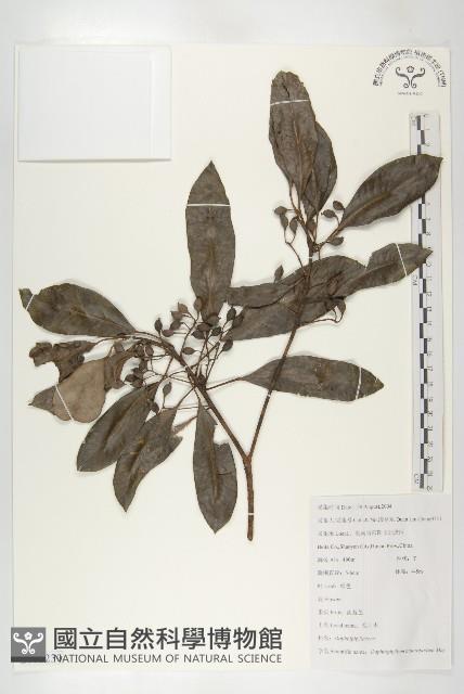 交讓木、臺灣虎皮楠、膜葉虎皮楠藏品圖，第1張