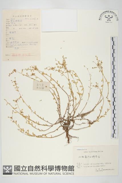 珠芽佛甲草藏品圖，第1張
