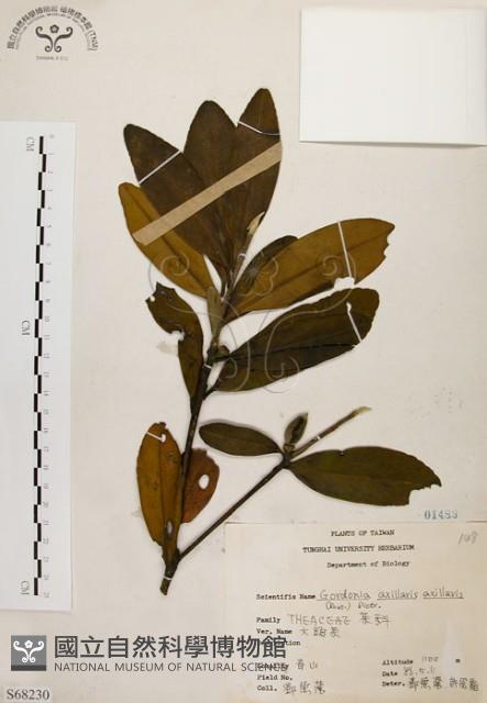 大頭茶藏品圖，第1張