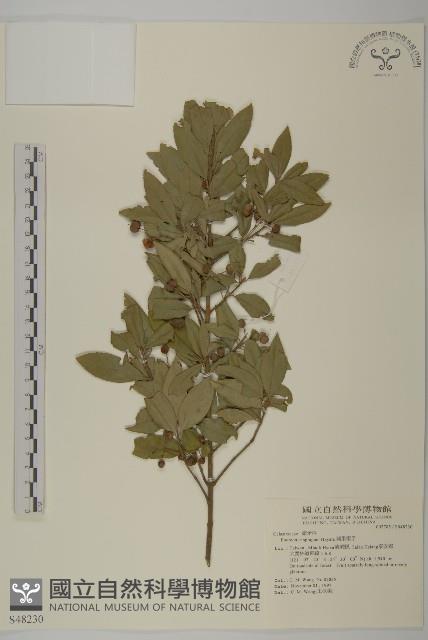 刺果衛矛藏品圖，第1張