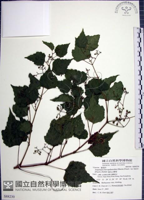 漢氏山葡萄藏品圖，第1張