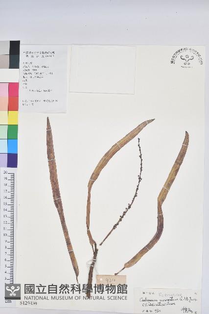 登錄號:S129430藏品圖，第1張