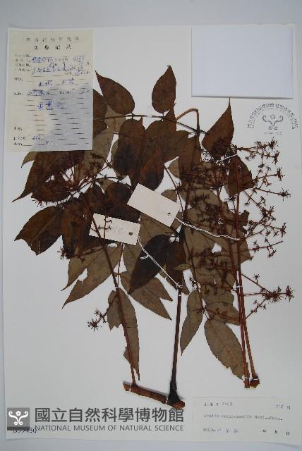 棘莖蔥木藏品圖，第1張