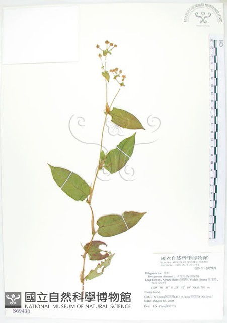 火炭母草、清飯藤藏品圖，第1張