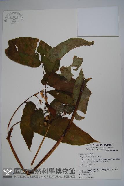 圓果秋海棠藏品圖，第1張