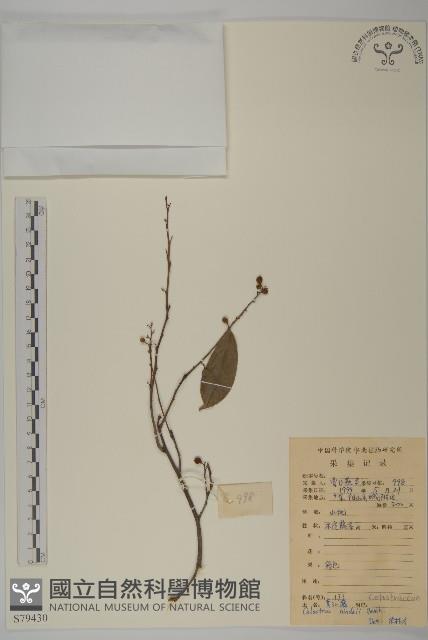 南華南蛇藤，青江藤藏品圖，第1張